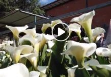 Visita a la huerta de Flores Villarejo